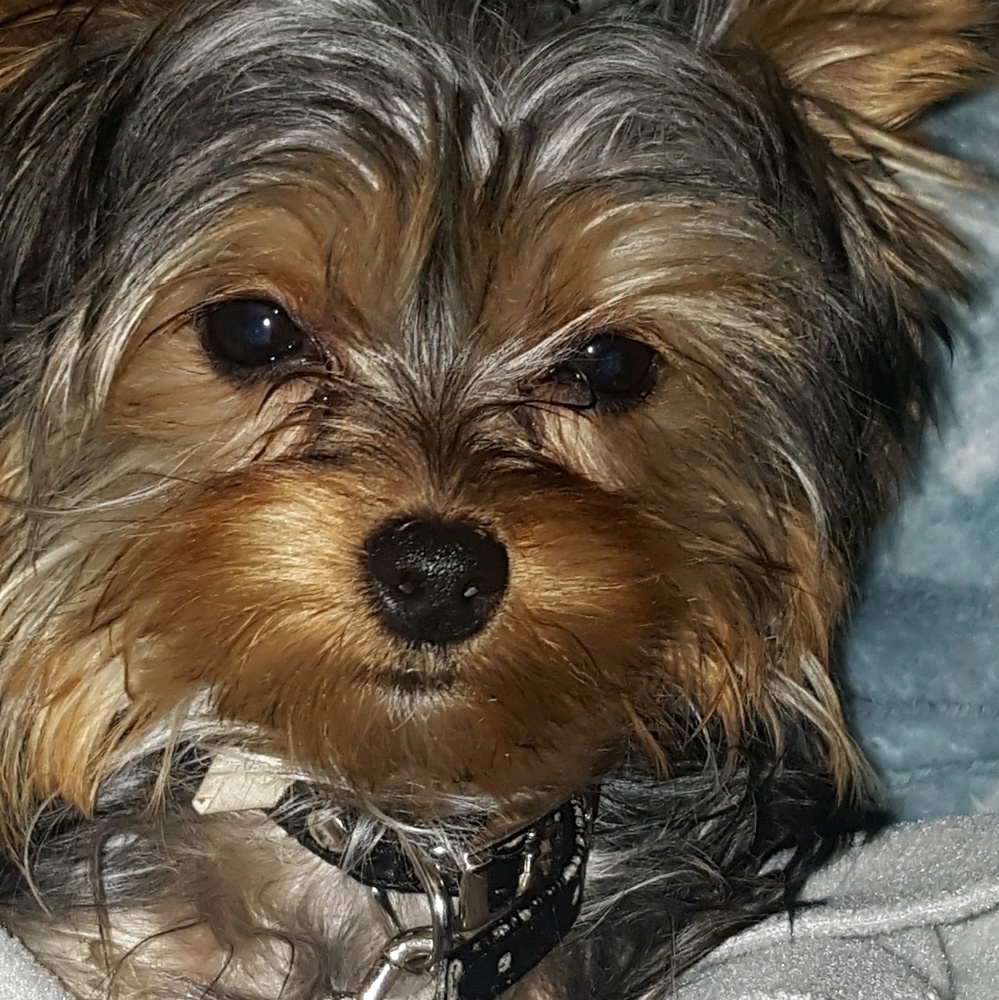 Meet your Posher, Maggie